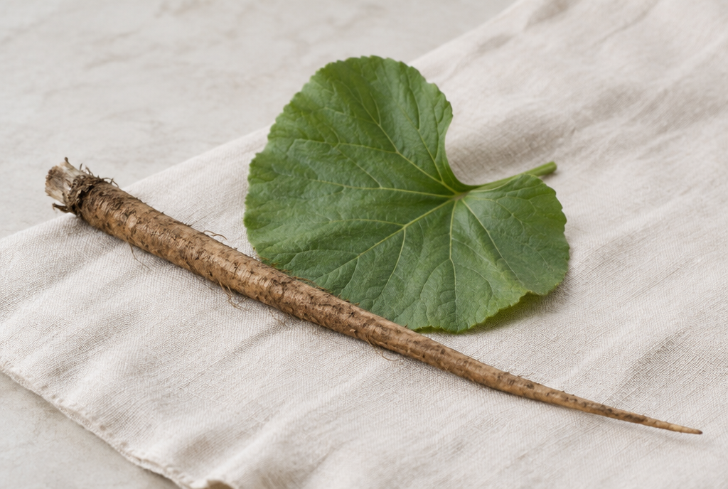 A long burdock root with a burdock leaf behind it