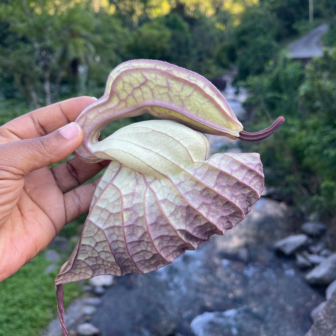Duck Flower Detox - Dr Sebi Approved