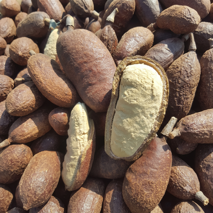 Stinking Toe Fruit Powder | Stinky Toe | Hymenaea courbaril