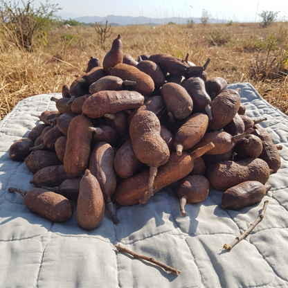 Stinking Toe Fruit Powder | Stinky Toe | Hymenaea courbaril