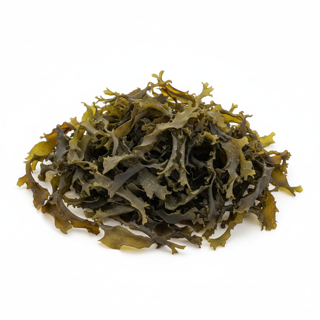 Bladderwrack
