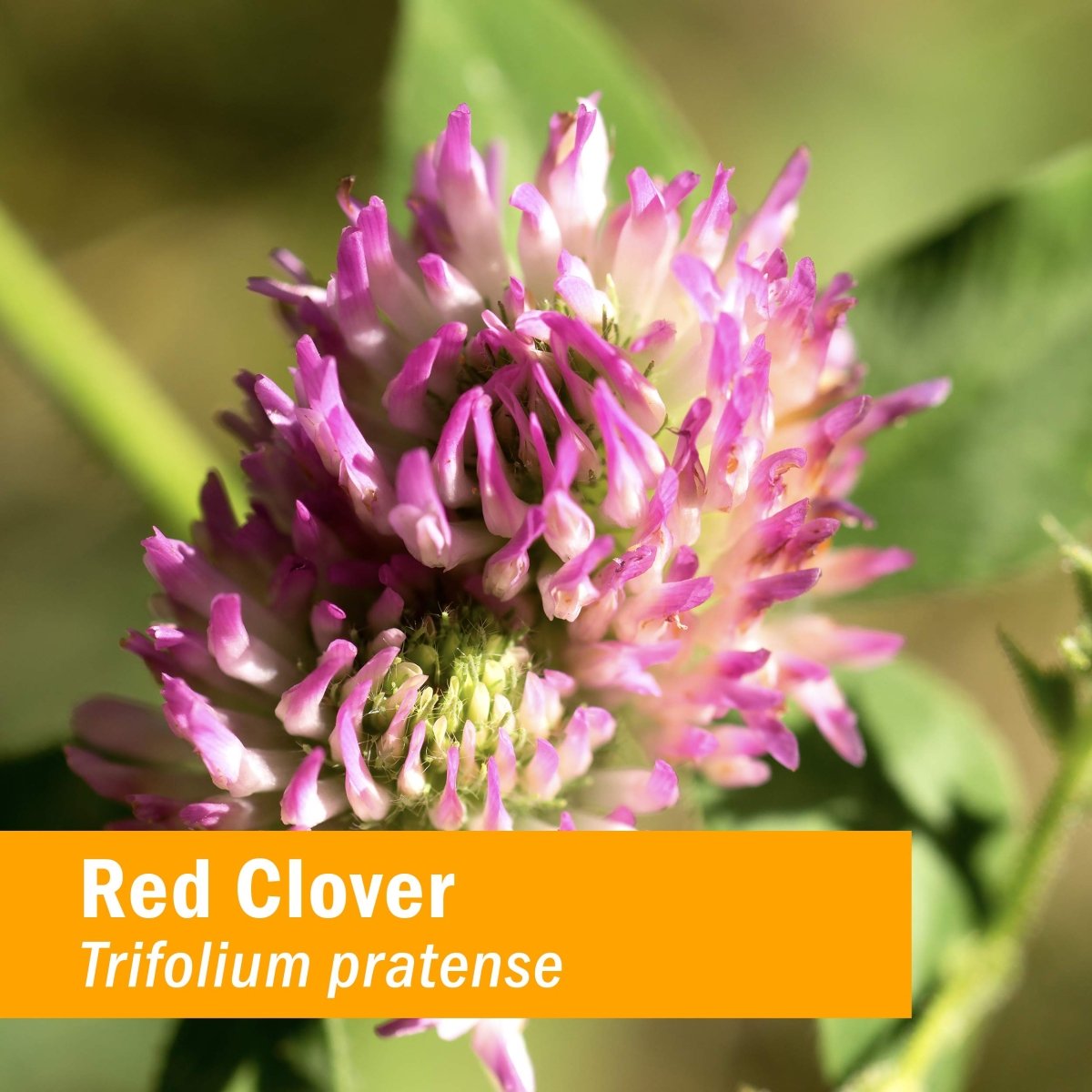 Herb Pharm Red Clover 4 oz