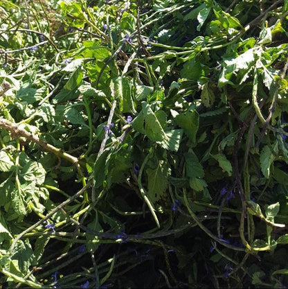 Jamaican Blue Vervain (Wildcrafted)